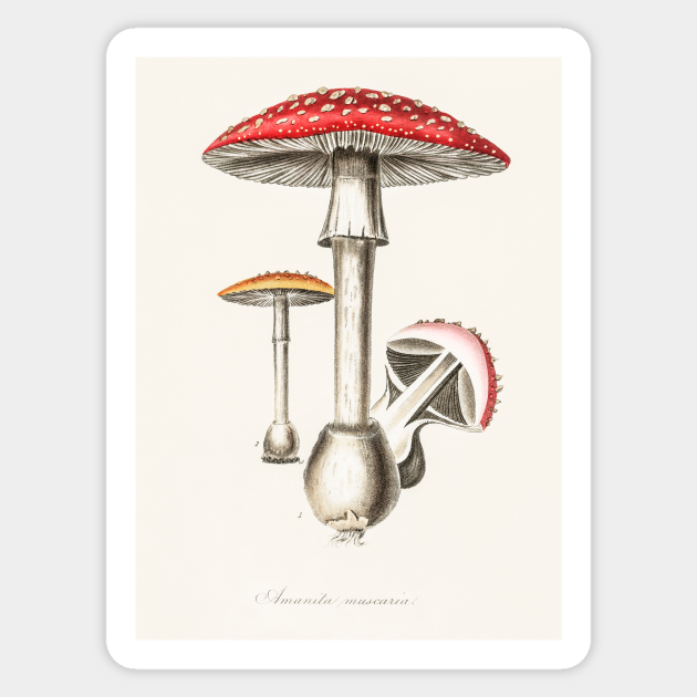 Cottagecore Aesthetic Mushrooms Cottagecore Aesthetic Sticker